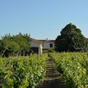 Un Voyage Dans Les Vignes