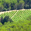 Vallée du Rhône