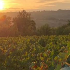 Beaujolais